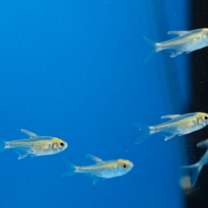 다이아몬드 테트라