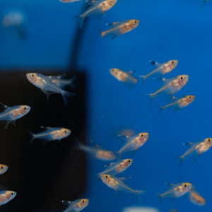 레드팬텀 테트라