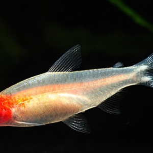 골든 러미노즈 테트라