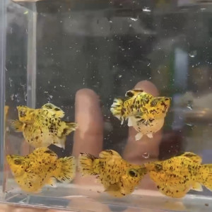 보석눈 피카츄 벌룬 몰리 1쌍