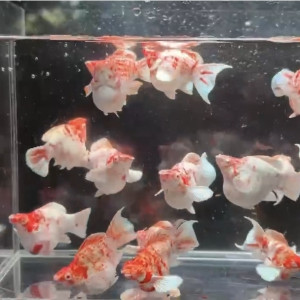 카라멜 벌룬 몰리 (레드아이 레드제브라 벌룬 몰리) 1쌍