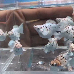 보석눈 트리컬러 밀크 카우 벌룬 몰리