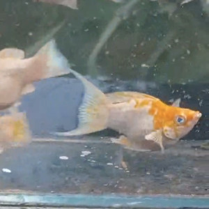 보석눈 사쿠라 숏바디 몰리 1쌍