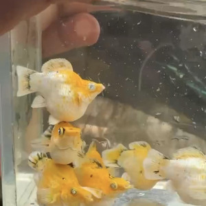 보석눈 마블 골드 벌룬 몰리 1쌍