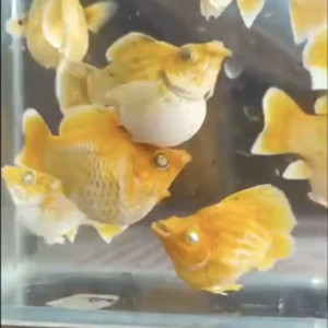 보석눈 레몬 골드 벌룬 몰리 1쌍