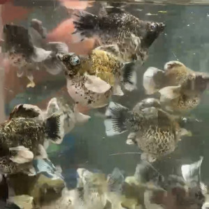 보석눈 일렉트릭 벌룬 몰리 1쌍