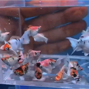 산케(보석눈 레드헤드 제브라 벌룬 몰리) 1쌍