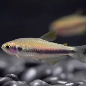 오렌지 옐로우 케리 테트라
