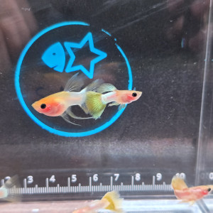 블론드 핑구 글라스벨리 숏바디 리본 1쌍(2마리)