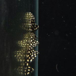 L240 갤럭시아스 3~4cm 전후 1마리