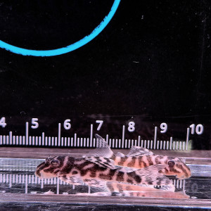 L066 킹타이거 플레코 3~4cm 전후 1마리