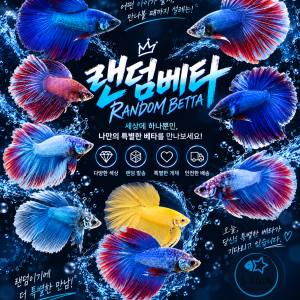 랜덤 하프문베타 숫컷 1마리