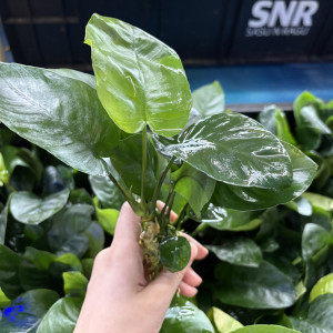 바테리 나나 [한 다발]